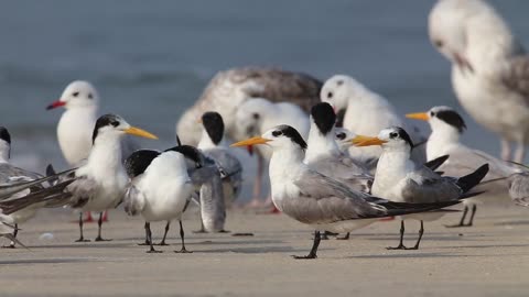 Seabirds are a diverse group of birds that have adapted to life at sea