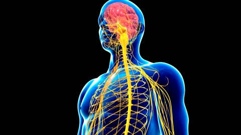 Healthy Nervous System (Central and Peripheral) - Healing Subliminal