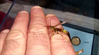 Flightless Injured Wasp