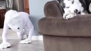 Husky Pranked By Wolf Mask!