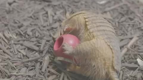 Adorable baby armadillo playing with its favorite toy