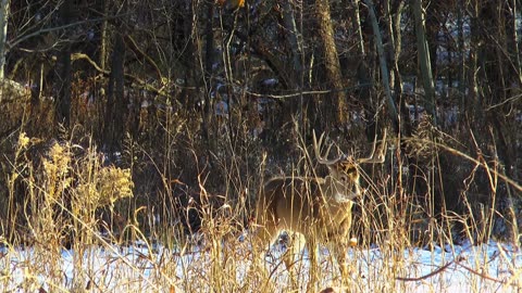 Buck falls for Decoy