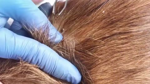 Giant Ticks Out From Dog's Body - Removing Giant Ticks on Dog - Ticks Removal Video (1)