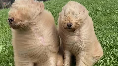 Goldendoodles Wild Hair in High Winds