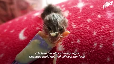 Tiny Baby Mouse Found Tucked Into Blankets _ The Dodo Little But Fierce