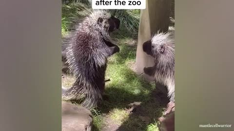 funny animals