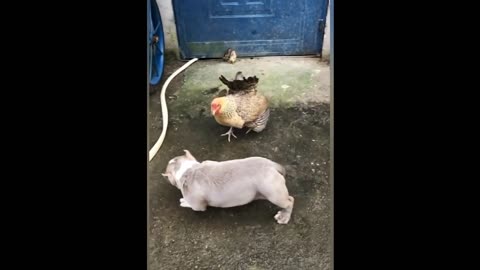 Chicken Vs dog very funny 😹😹 video episode 2