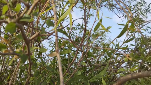 Different Plants/Trees of Thar desert