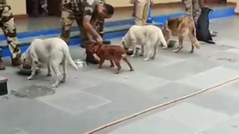 Army training dogs 🎖️🐶