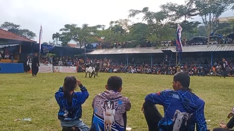 kesenian sunda hiburan orang sunda domba garut