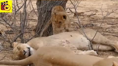 Wild Lions eat Chicken | Lion Attacks | [Try not to 🤣 LAUGH] | Super funny animal videos.