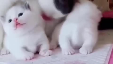 Mother cat playing with his children