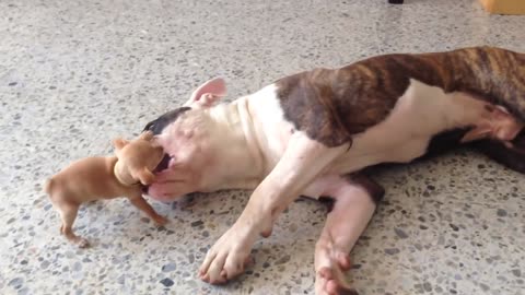Tiny chihuaha puppy adorably teases sleepy American bulldog