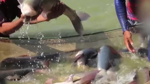 Wonderful big reel fishing of village