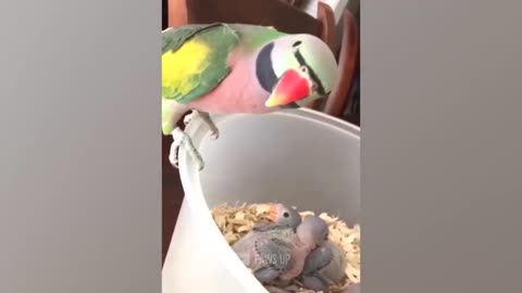 Cute Parrot Speaks, Cuddles and Kisses Her Babies and Says that She Loves Them