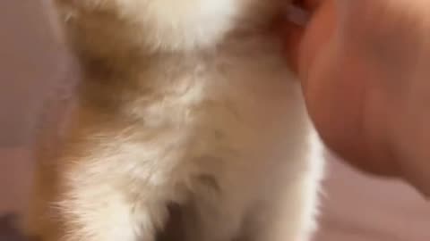 Cute Cat Video And Kittecat Video