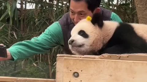 Panda really loves the caretaker 😊😊😍👍