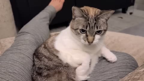 Cat logic_ I sit on you, but you cannot pet me