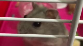 hamster eating broccoli