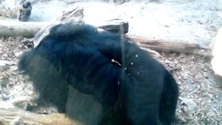 Sloth Bear at the zoo.