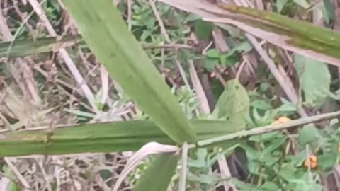 Hummingbird flying