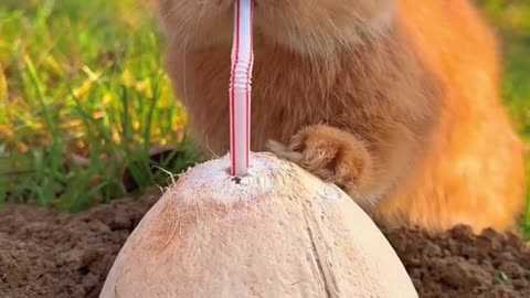 Rabbit drinking with straw