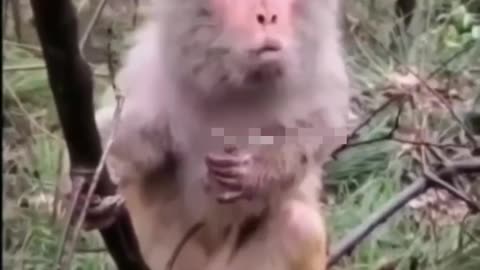 Monkey funny videos 😂😁😂😁😂😁