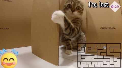 chú mèo thông minh