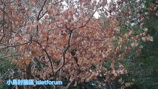 這樹突然間樹葉枯乾了 The tree's leaves suddenly withered