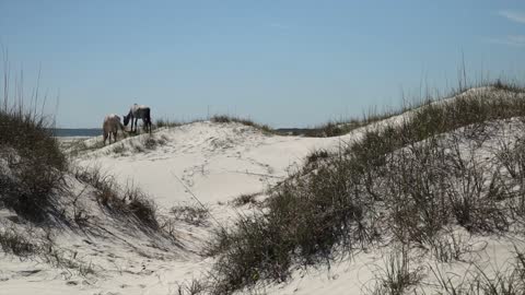 Cumberland Island