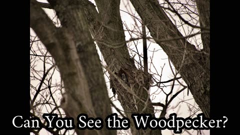 Can You See the Woodpecker Hiding?