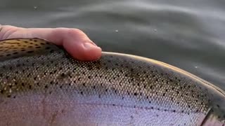 Do any other trout fight as hard as a big rainbow