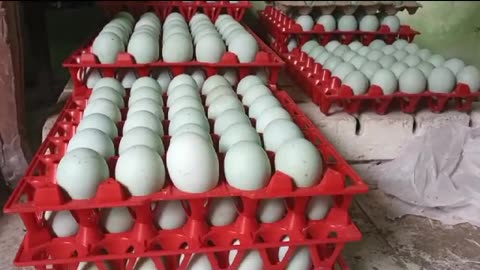 Duck Eggs Care (Penanganan Panen Telur Bebek / Itik)