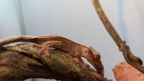 Baby Crested Gecko (AKA Eyelash Gecko)