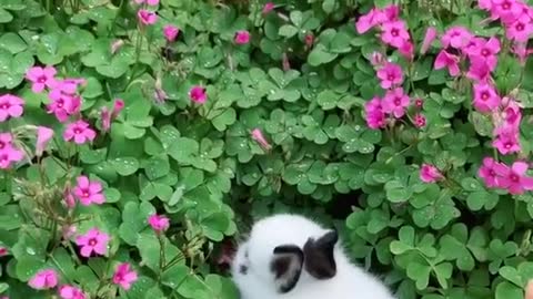 Cute pet rabbit rabbit