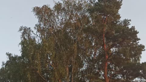 Birds having meeting in a big tree