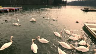 White Goose family fight over small fishes in water