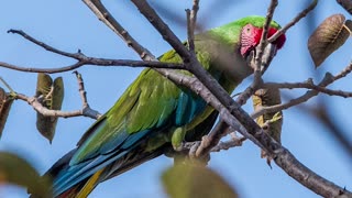 BIGGEST PARROTS IN THE WORLD (IN THE WILD)