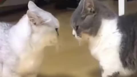 Cutest Moments of Cats