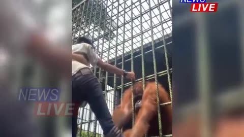 NEWS LIVE: Orangutan Gets Ahold of Man