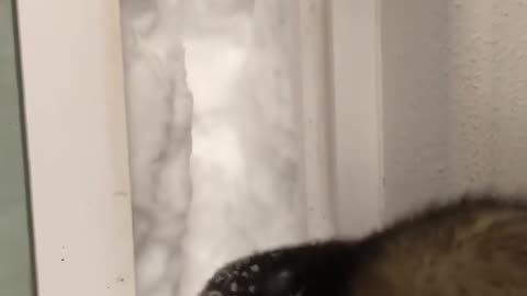 Ferret has the time of his life playing with snow ❄️❄️