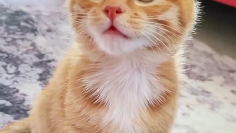 Cute Cat