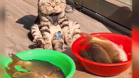 Look this cat can sell fish , 🐠🐠🐠🐠😲😲