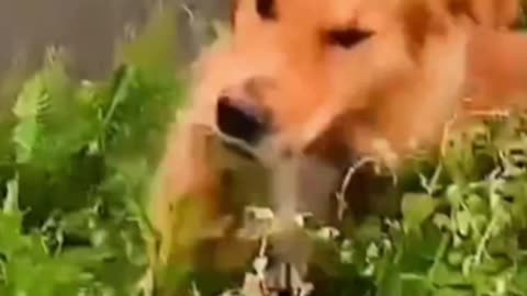 Dog with funny and amezing hunting skills 😱