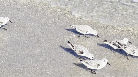 Little Birds Dodging Waves