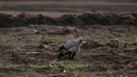 Secretary bird attack rabbit