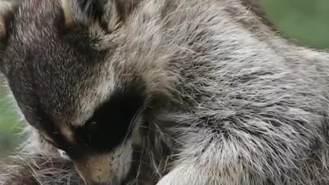 The little raccoon who helps scratch the itch