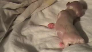 amazing dog birth.,,,Wow