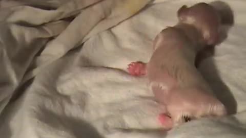 amazing dog birth.,,,Wow