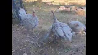 Turkey dancing